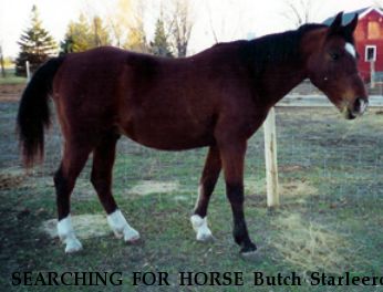 SEARCHING FOR HORSE Butch Starleero, Near Cambridge, MN, 55008